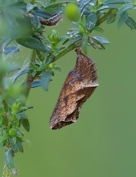 Pearl Crescent chrysalis